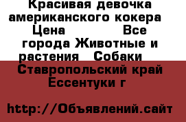 Красивая девочка американского кокера › Цена ­ 35 000 - Все города Животные и растения » Собаки   . Ставропольский край,Ессентуки г.